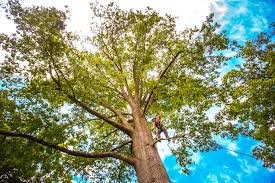 Best Tree Preservation Services  in Sky Lake, FL