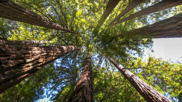 Best Arborist Consultation Services  in Sky Lake, FL