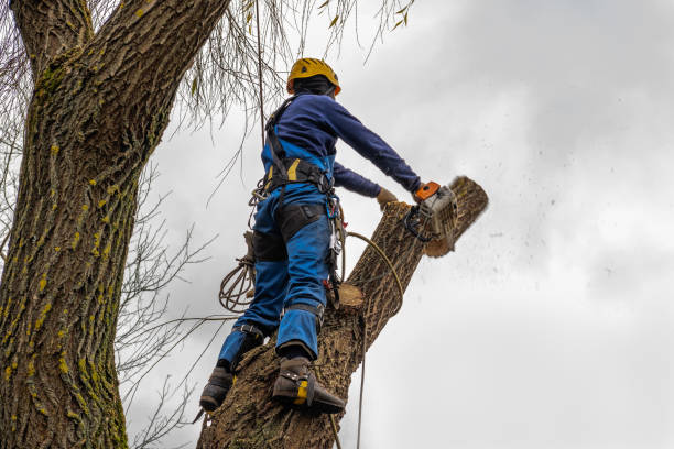 Best Hedge Trimming  in Sky Lake, FL