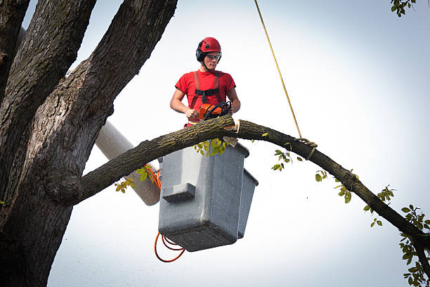 Best Tree Health Inspection  in Sky Lake, FL
