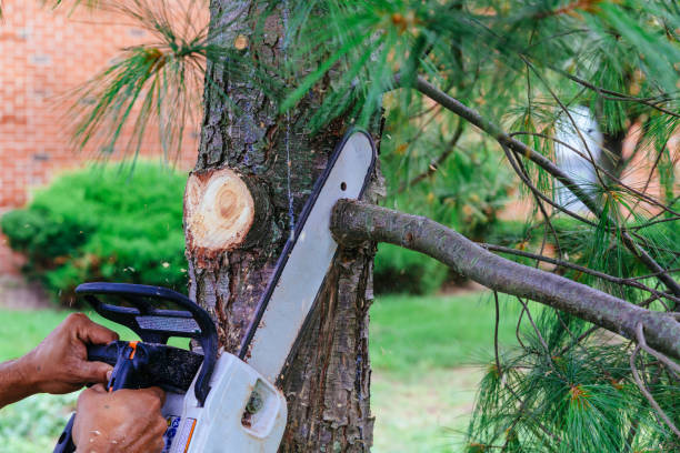 Best Tree Trimming and Pruning  in Sky Lake, FL